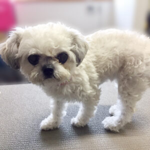 よろしくミックス