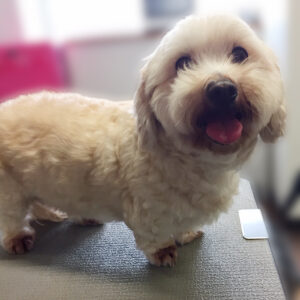 よろしくミックス