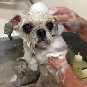 シャンプーミックス