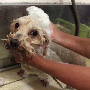 シャンプーミックス