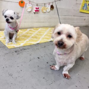 仕上がりミックス