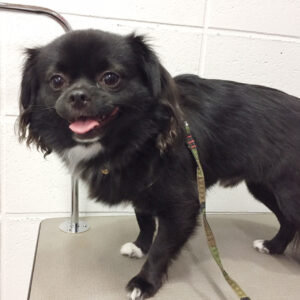 よろしくチワワ