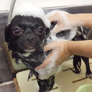 シャンプーチワワ