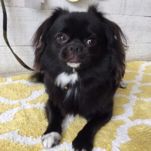 仕上がりチワワ