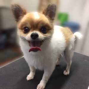 よろしくミックス