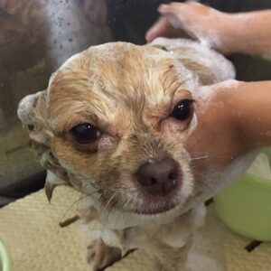 シャンプーチワワ