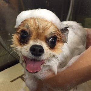 シャンプーミックス