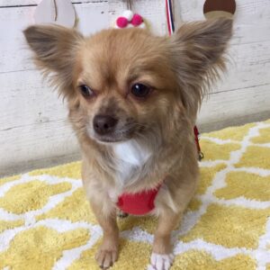 仕上がりチワワ