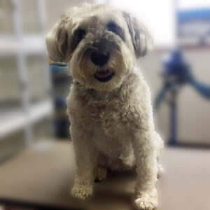 よろしくMシュナ