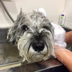 シャンプーMシュナ