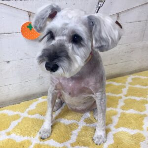 仕上がりMシュナ