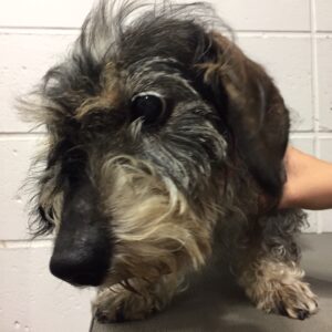 よろしくダックス