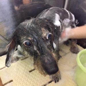 シャンプーダックス