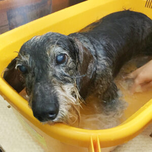 お風呂ダックス