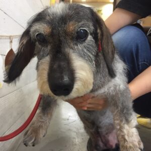 仕上がりダックス