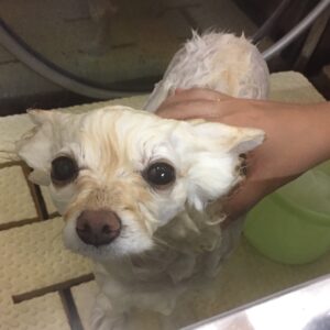 シャンプーポメ