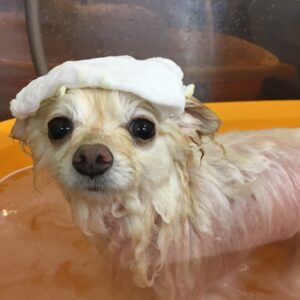 お風呂ポメ
