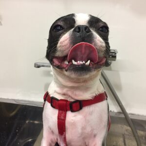 シャンプーボストン