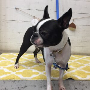 仕上がりボストン