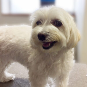 よろしくマルチーズ