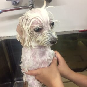 シャンプーマルチーズ