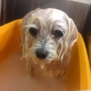 お風呂マルチーズ