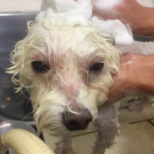 シャンプーミックス