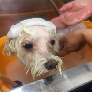 お風呂ミックス