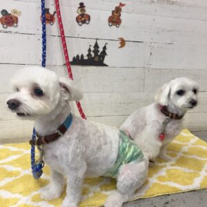 お風呂マルチーズ&ミックス