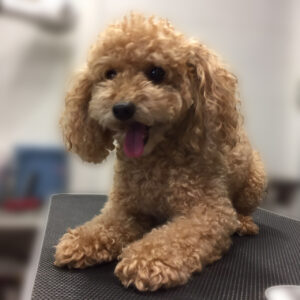 よろしくトイプー