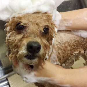 シャンプートイプー