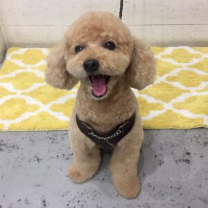 仕上がりトイプー