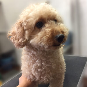 よろしくトイプー