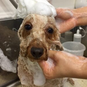 シャンプートイプー