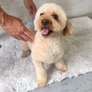 仕上がりトイプー