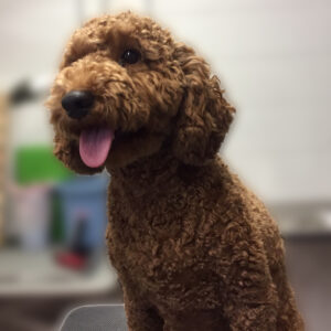 よろしくトイプー