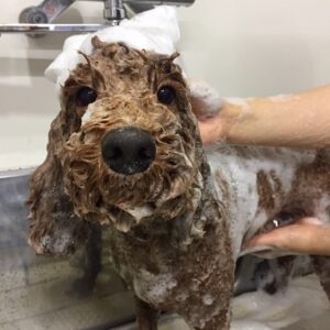 シャンプートイプー