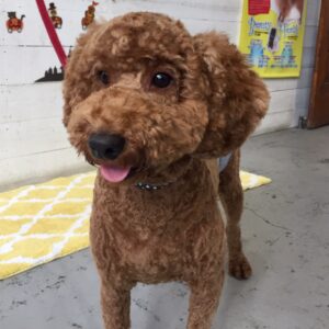 仕上がりトイプー