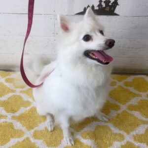 仕上がりスピッツ