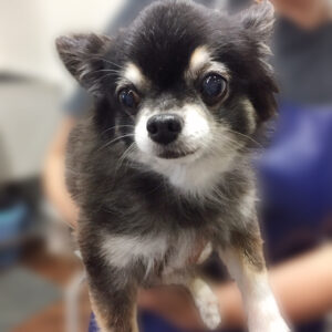 よろしくチワワ