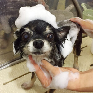 シャンプーチワワ