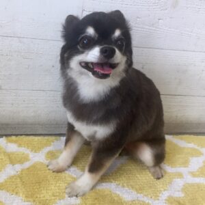 仕上がりチワワ