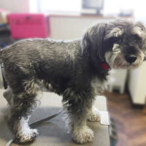 よろしくMシュナ