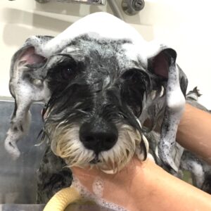 シャンプーMシュナ