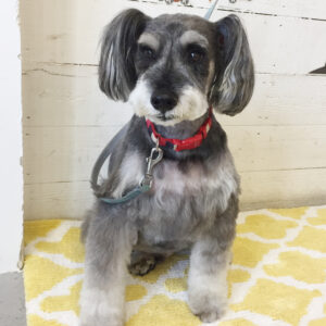 仕上がりMシュナ