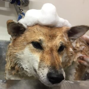 シャンプーしば