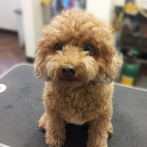 よろしくトイプー