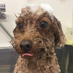 シャンプートイプー