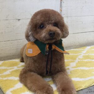 仕上がりトイプー