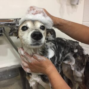 シャンプーミックス